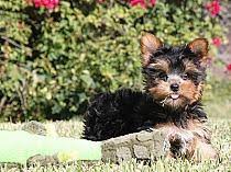 We created yorkies park with the intent to connect healthy puppies with caring families. Teacup Yorkie For Sale Tennessee