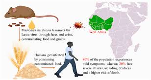 Image result for Lassa Fever