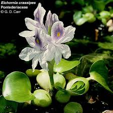 Image result for Pontederiaceae