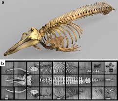 Whale Bone Puzzles Reconstructing And Identifying Historical Whale Skeletons Using Archive Records Osteology And Zooarchaeology By Mass Spectrometry Zooms