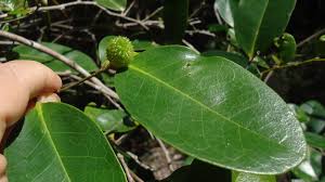 Image result for Chaetocarpus