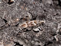 Image result for Teleiodes sequax