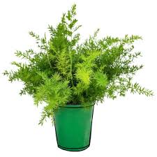 Image result for A. densiflorus Sprengeri