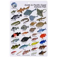 Pacific Inshore Coast Fish I D Card Inshore Fish Chart Inshore Fishing