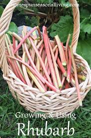 Another factor that influences the growth of flower stalks is the variety of rhubarb. Growing Using Rhubarb