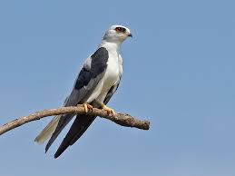 Black Bird With White Tail Tip White Tailed Kite Elanus Leucurus Pet Birds Kite Bird