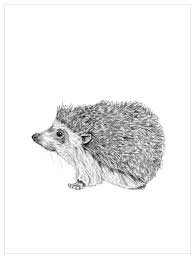 The Hedgehog S Good Side Wall Art Hedgehog Illustration Hedgehog Art Painted Rock Animals