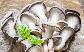 The cap is smooth and often convex with age. 8 Incredible Oyster Mushroom Benefits For Immune Health Freshcap Mushrooms