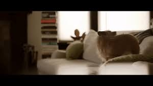 Dog Chasing Tail Gif By Adweek Find Share On Giphy These kinds of behavioral problems can come about for many reasons. dog chasing tail gif by adweek find