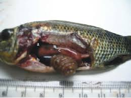.koi png ikan laut png ikan goreng png logo ikan png ikan lohan png sisik ikan png ikan bakar ikan lele ikan bilis ikan nila ikan koi ikan hias logo ikan ikan hiu ikan tenggiri ikan laut. Aeromonas Hydrophila Stanier Pada Ikan Nila Oreochromis Niloticus Lin Melalui Postulat Koch Semantic Scholar