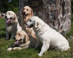 In this video, you get to see a litter of golden retriever puppies growing, playing, becoming mischievous and just generally looking adorable as. Ma Breeder Golden Retriever Puppies Crane Hollow Goldens