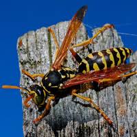 Als pest control specializes in all types of pests and we will help you keep them away before they take over your life or your business. Mid Central Pest Control