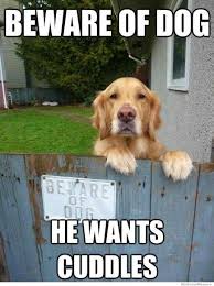 25 Funny Dog Memes Funny Dog Pictures Funny Animal Pictures Cute Animals