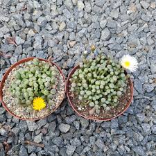 Image result for Tephrosia dasyphylla