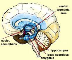 1, verlängertes rückenmark (medulla oblongata). The Brain From Top To Bottom