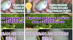 Khasiat air cucian beras untuk penglaris. Keajaiban Air Cucian Beras Bermanfaat Sebagai Pupuk Organik Dan Bakteri Pembuatan Pakan Ikan Youtube