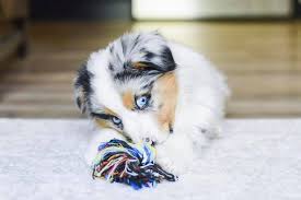 You will find australian shepherd dog dogs for adoption and puppies for sale under the listings here. Australian Shepherd Puppies For Sale