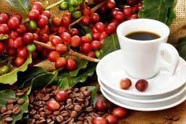 Image result for Schizozygia coffaeoides