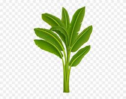 Drawn Palm Tree Banana Tree Free Clipart On Dumielauxepices Banana Plant Png Hd Free Transparent Png Clipart Images Download