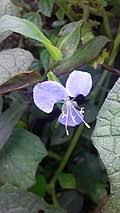 Image result for Commelina triangulispatha
