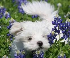 Maltese san bernardino, california, united states. Maltese Names Cute And Fitting Names For Maltese Puppies