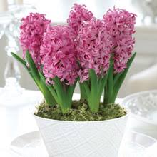 Nothing brings joy in the festive season quite like our living, lasting, and meaningful gifts. Christmas Gift Plants Guide Thompson Morgan