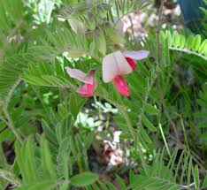 Image result for Tinnea rhodesiana