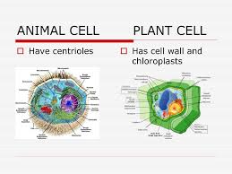 Maybe you would like to learn more about one of these? Prokaryote Eukaryote Pro Has No No Nucleus No Organelles You Are Eu Ppt Download