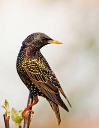 Common Birds Of Cape Cod Emuwren Common Starling Beautiful Birds Starling