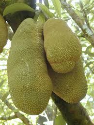 Image result for Artocarpus heterophyllus