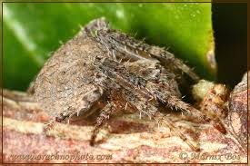 Image result for Centema subfusca