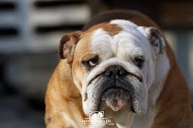 Bulldog Kopek Cinsi Hayvangiller