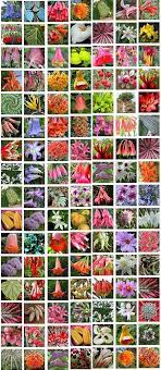 Buy products related to climbing plant products and see what customers say about climbing plant. Pin On Gardening Plants