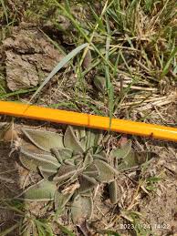 Image result for Nananthus aloides