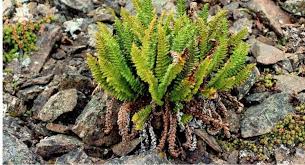 Image result for Dryopteris