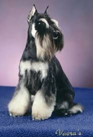 Black And Silver Miniature Schnauzer Black Silver Schnauzer Schnauzer Breed Miniature Schnauzer Puppies Schnauzer Puppy