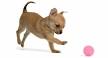 Teacup Chihuahuas and Chihuahua Puppies For Sale by ...