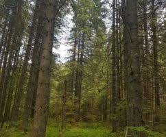 Masei lemnoase din fondul forestier proprietate publica, aprobat prin hotărârea guvernului nr. Licitatie Masa Lemnoasa Pe Picior R P L Ocolul Silvic Valea HaÈegului R A