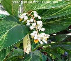 Pot it and grow it on your porch or grow it indoors. Variegated Ginger