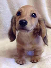 Munchkin Dog With Big Ears And Short Legs Cute Animals Loyal Dog Breeds Baby Animals
