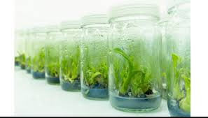 Prolog Materi Pengertian Contoh Kultur Jaringan Bioteknologi Tumbuhan