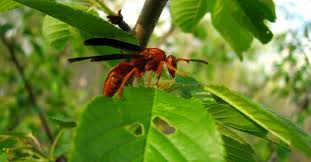 If you're searching for pest control with same day service for your home or business, then you've come to the right place. Home Pest Control Sacramento Three Backyard Pests To Worry About This Spring