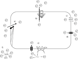 Labelled diagrams of typical animal and plant cells with editable layers. Schematic Overview Of The Used Inhibitors And Their Potential Targets Download Scientific Diagram