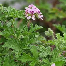 Image result for Pelargonium graveolens