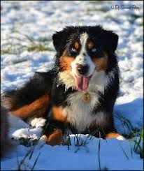 Australian Shepherd Black And White Dog With Blue Eyes Blue Eye Black Tri Australian Shepherd Aussie Dogs Black Tri Australian Shepherd Miniature American Shepherd