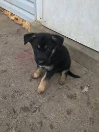Our german shepherd dogs will have large heads, strong bones, even temperaments and medium to high drive with a great off switch. East German Shepherd Puppies For Sale Louisville Ky 316943