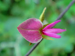 Image result for Galactia striata