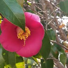 Berikut ini kami hadirkan kumpulan sketsa bunga camelia. Jadi Ikon Perusahaan Kosmetik Korea Bunga Camellia Punya Banyak Manfaat Sehat Health Liputan6 Com