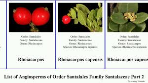 Image result for Viscum littorum