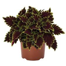 Image result for Coleus buchananii